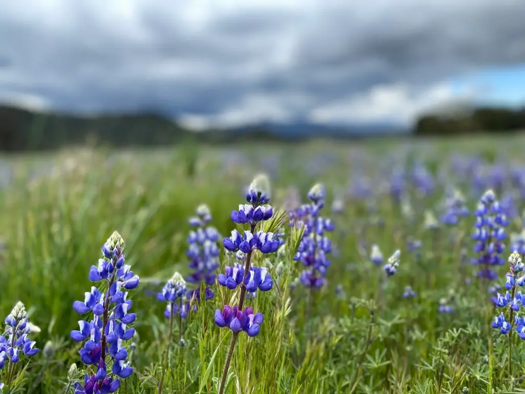 montana ranch habitat restoration