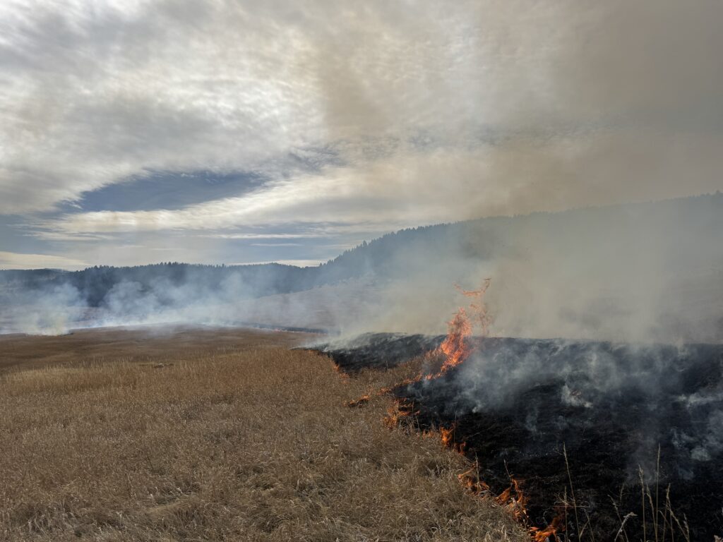 wildfire mitigation and fuel reduction
